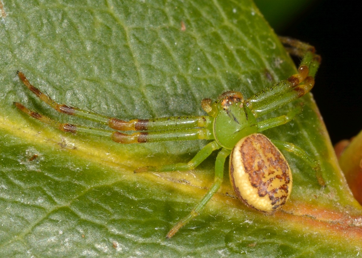 Diaea dorsata